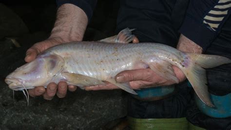 Cave Fish: Profile, Facts, Traits, Habitat, Variety, Ecology, Size.